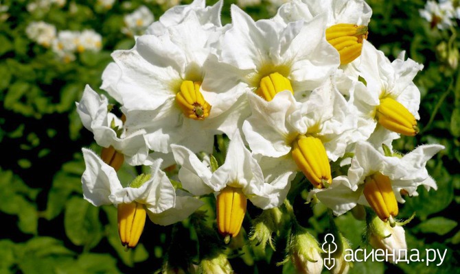 Стоит ли обрывать картофельные цветки?