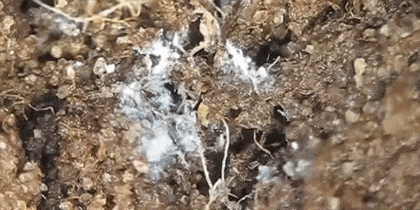 Подробнейшая инструкция по уходу за кактусом Подробнейшая инструкция по уходу за кактусом домашние цветы