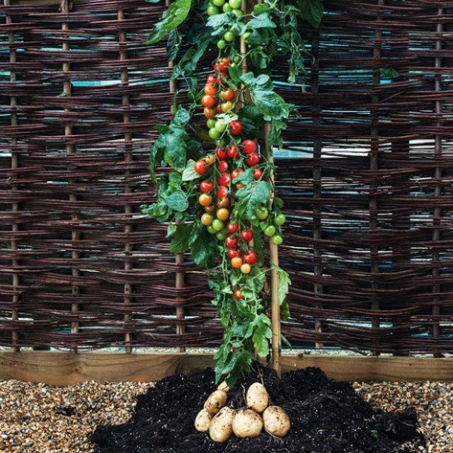 Самые необычные гибриды томатов – мифы и реальность растений, картофель, можно, разным, сортов, скрещивании, только, ученые, растение, итоге, внутри, утверждают, растения, который, после, порядок, семейство, более, которые, гибридами