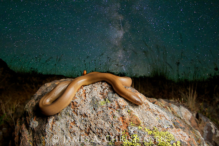 Пока остальные выпендриваются размерами, резиновый змей тихо путешествует по всей Америке.