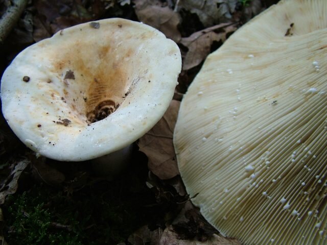 Скрипица, или груздь войлочный (Lactarius vellereus). © wikipedia  
