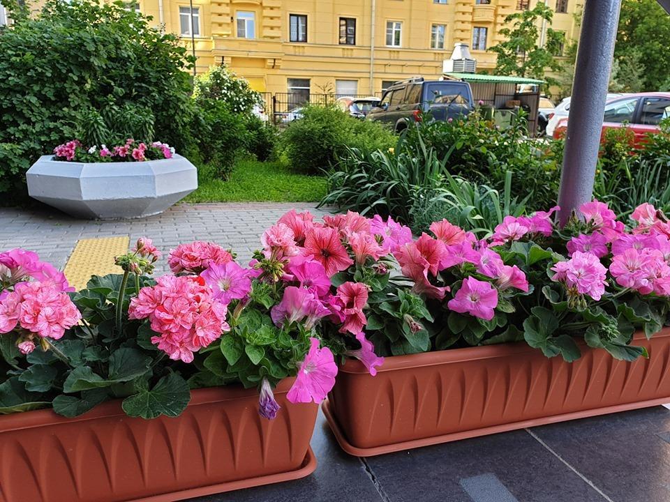 Цветник в городском дворе – советы практика Цветник в городском дворе – советы практика двор,ландшафтный дизайн,цветник