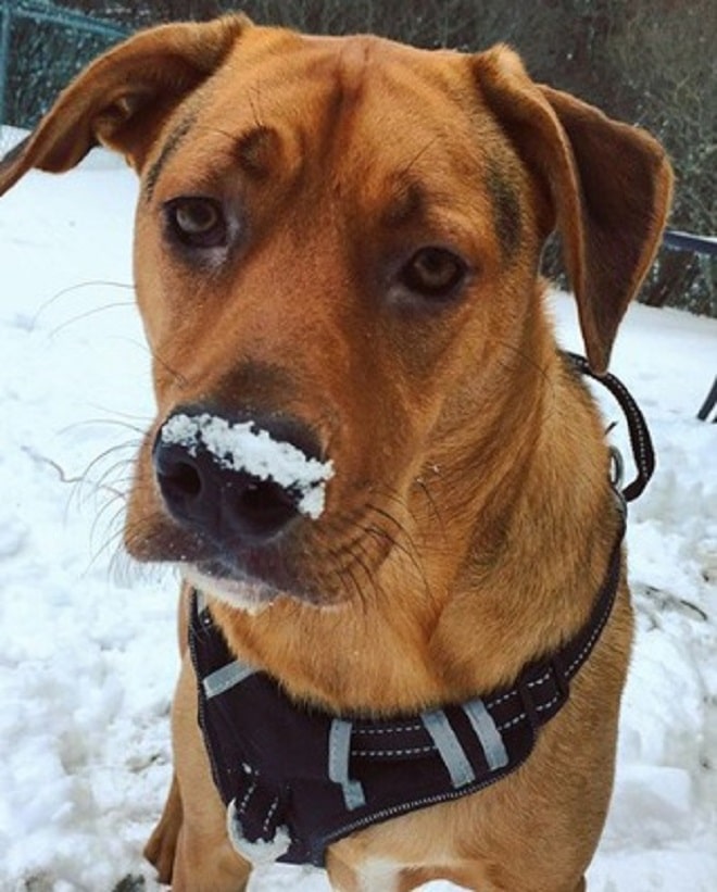 Собака на снегу