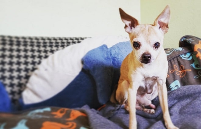 Собака на диване