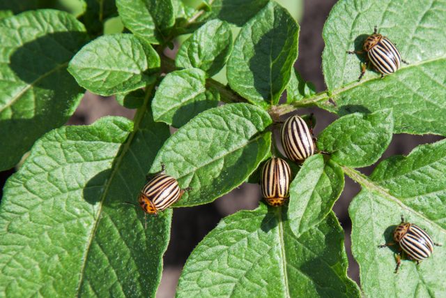 Биозащита от колорадского жука вредители,дача,сад и огород,советы огородникам