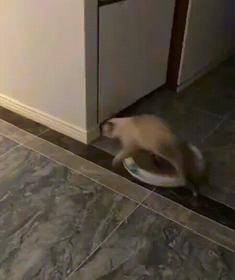 Харизматичные котики Харизматичные котики