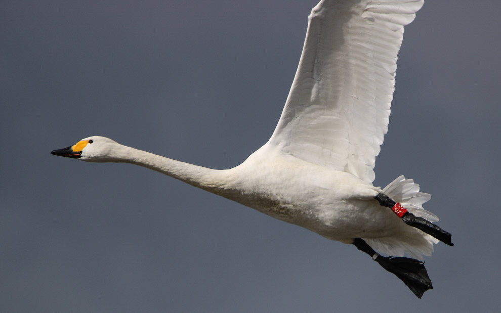 Громкие катастрофы самолетов с участием птиц Громкие катастрофы самолетов с участием птиц