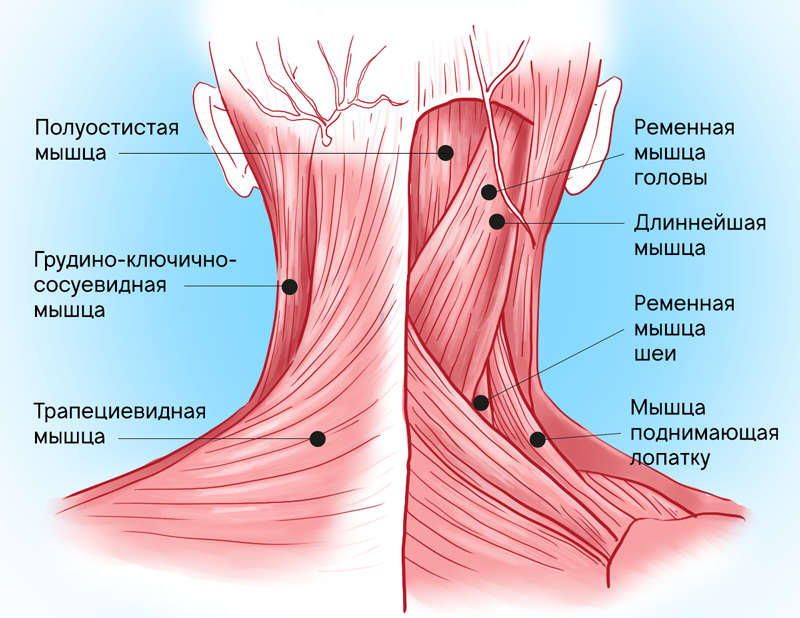 болят мышцы шеи и плеч