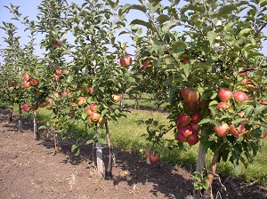 яблони карликовые лучшие сорта