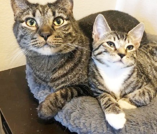 Похожие коты