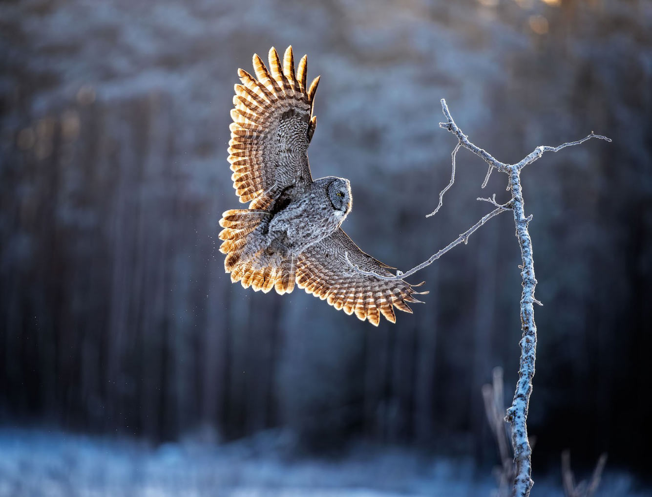 Птичий конкурс Audubon Photography Awards 2021 Audubon, Photography, семейства, птица, Timmis, Северной, птицами, крыльев, хохлатый, Длина, перепел, тетерев, Америки, AwardsБольшая, AwardsАмериканская, меньше, Suriano, Scott, цапля, размах