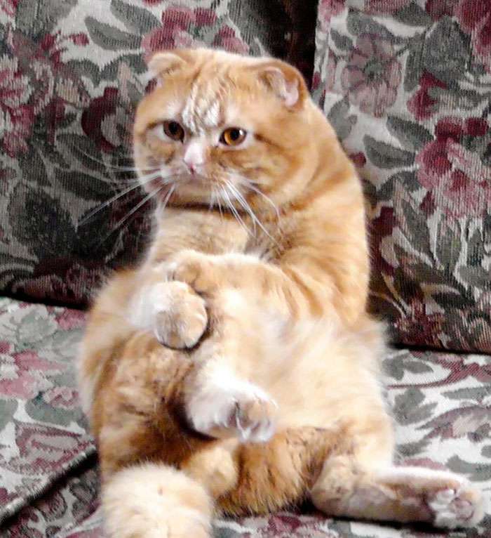 Коты — это уникальные инопланетные существа Коты — это уникальные инопланетные существа