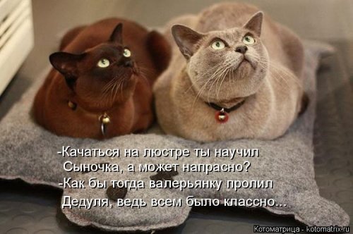 Лучшая котоматрица недели Лучшая котоматрица недели позитив,смешные картинки,юмор