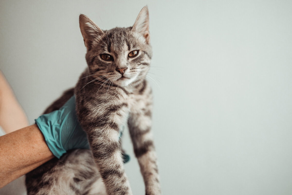 9 распространенных заблуждений о кошках, в которые верят многие хозяева