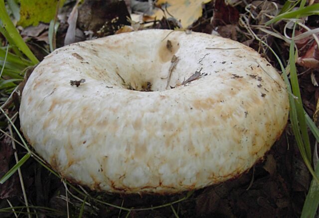 Груздь бахромистый (Lactarius citriolens). © wikimedia  
