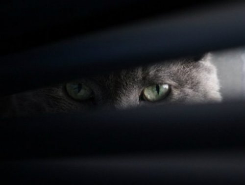 23 наглядных фотодоказательства того, что кошки ведут себя, как люди 23 наглядных фотодоказательства того, что кошки ведут себя, как люди