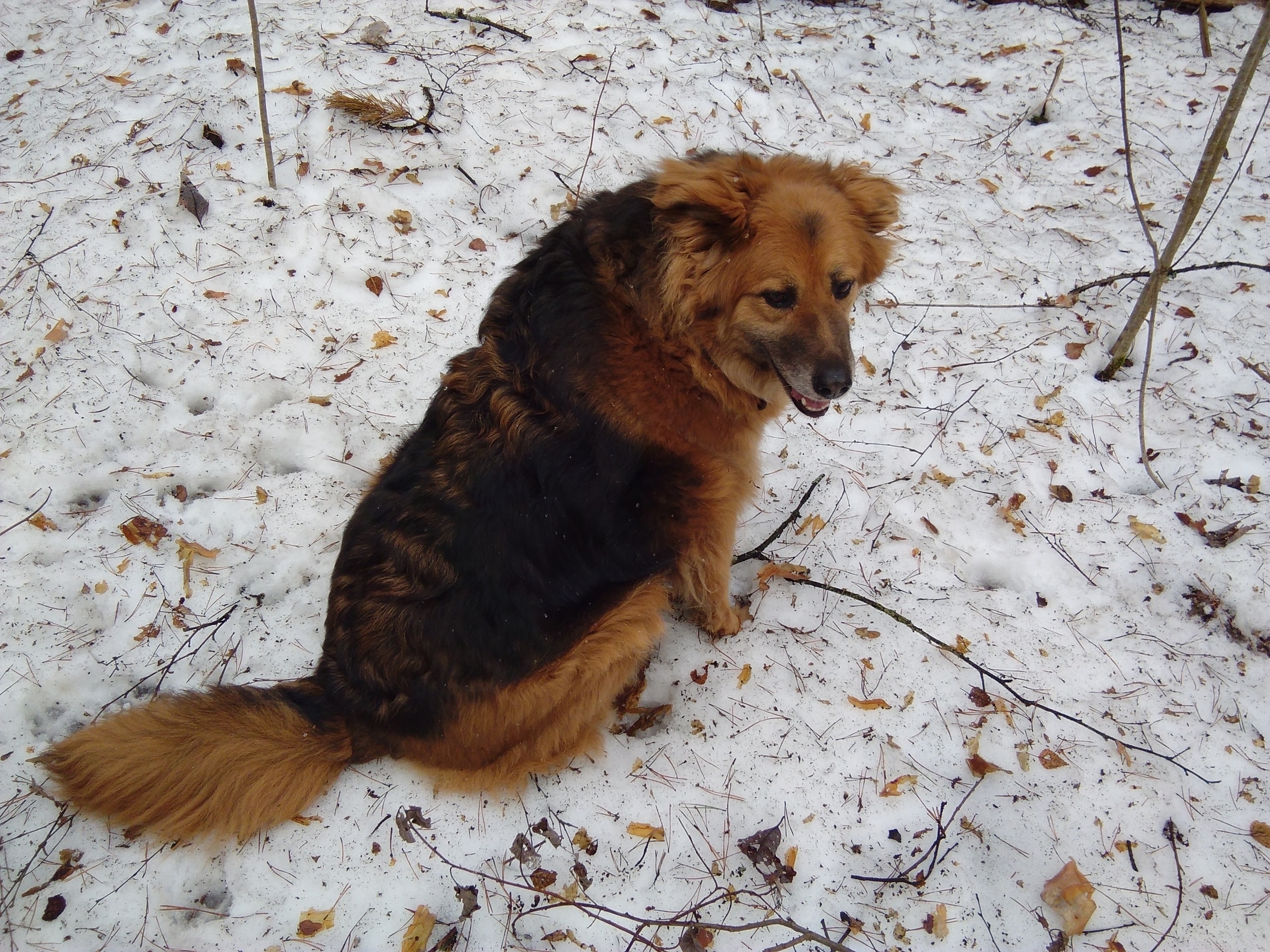 собака на улице