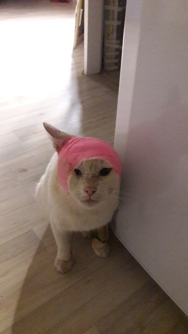 раненый кот