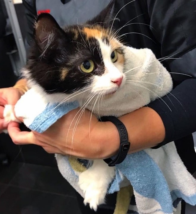 Кошка в руках