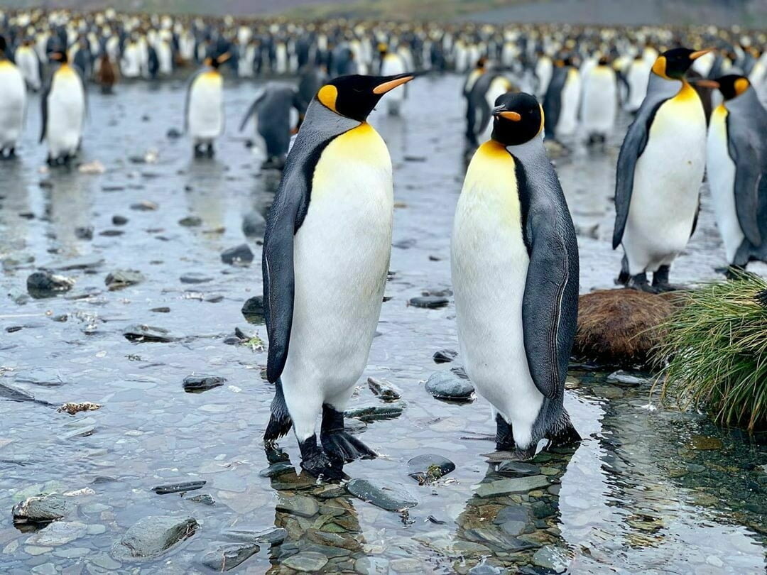 Опыт посещения Антарктиды: как подготовиться, сколько нужно денег и что там можно увидеть 1,2,3,заграница,путешествие,туризм