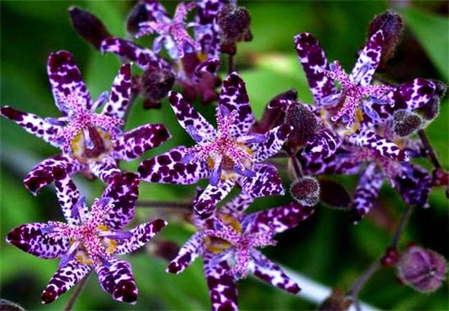Как ухаживать за садовой орхидеей трициртис