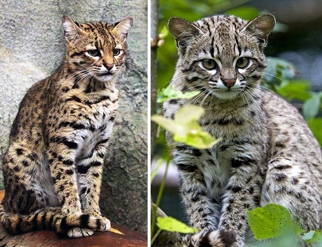 Дикие коты, о которых вы наверняка ничего не слышали