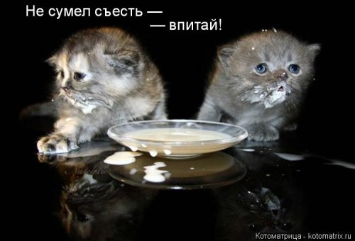 Лучшая котоматрица недели Лучшая котоматрица недели позитив,смешные картинки,юмор