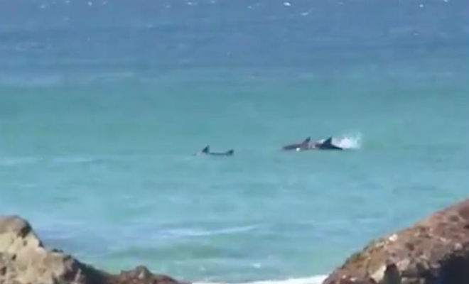 Большая белая акула нацелилась на женщину, но на защиту пришел муж владеющий боксом Культура