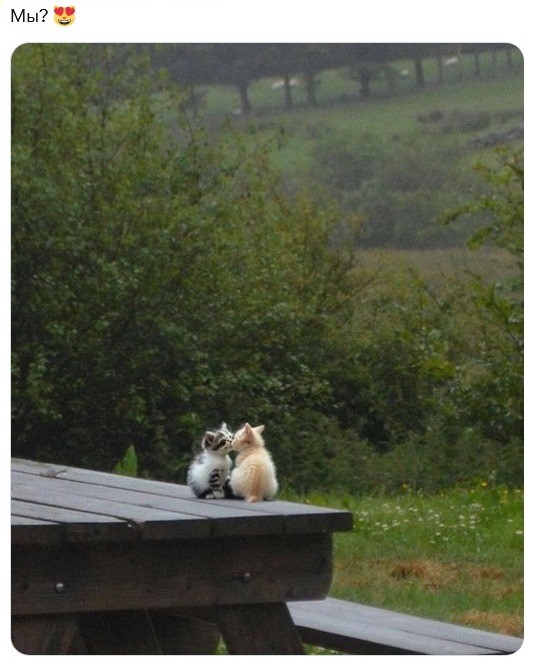 КотоМЕМЫ для хорошего настроения: «Слюни — это слёзы рта…» КотоМЕМЫ для хорошего настроения: «Слюни — это слёзы рта…»