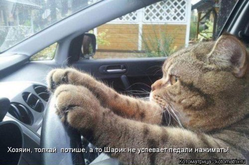 Лучшая котоматрица недели Лучшая котоматрица недели позитив,смешные картинки,юмор