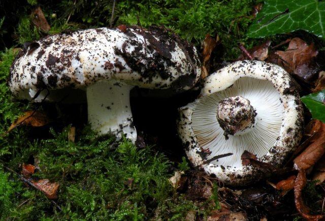 Подгруздок белый (Russula delica). © wikipedia  
