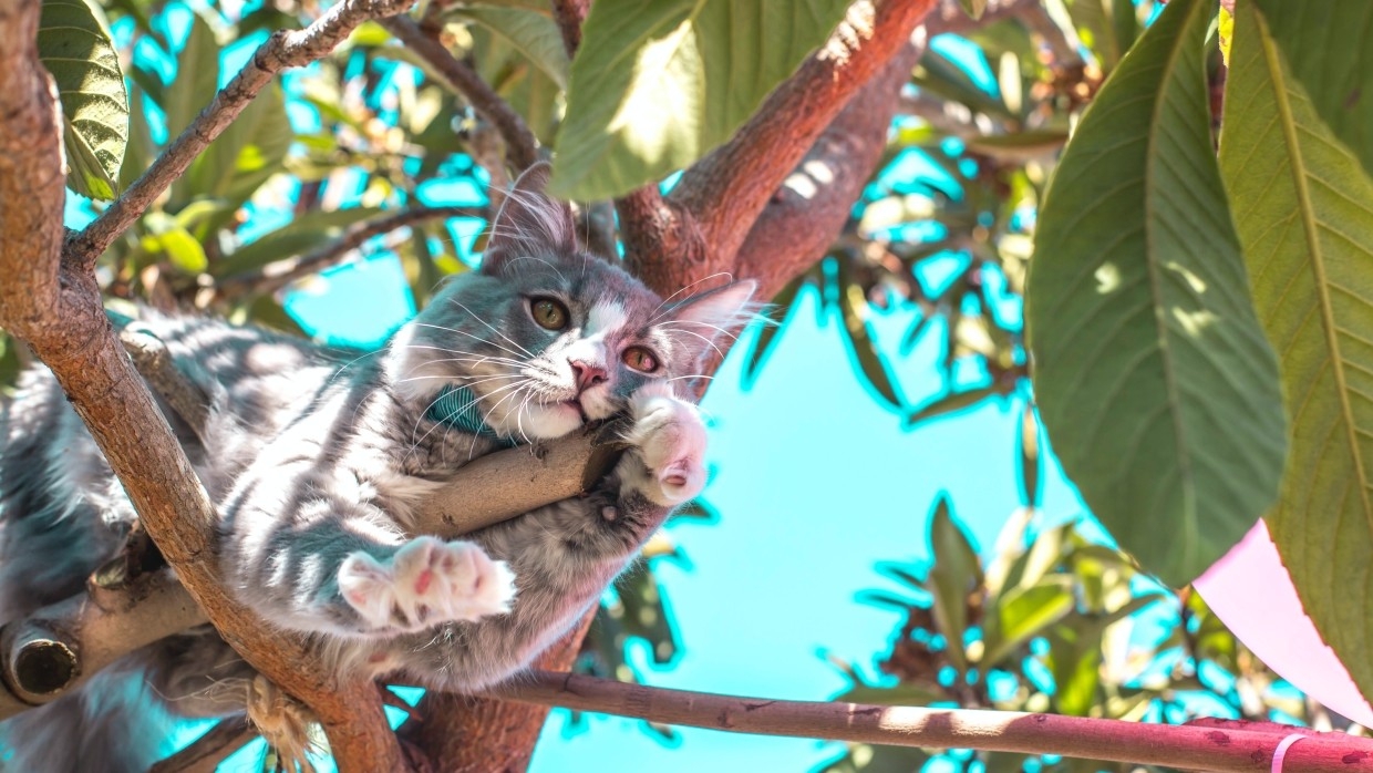 Житель Камчатки помог женщине спасти кошку и украл у нее 500 тыс. рублей