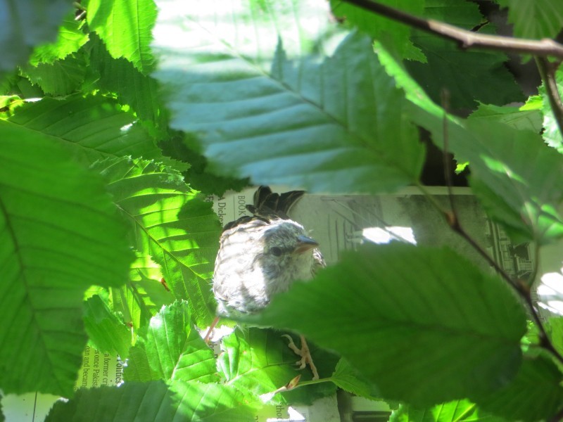 Этот птенец выпал из гнезда и умирал… Но посмотрите, что произошло через 36 дней! Этот птенец выпал из гнезда и умирал… Но посмотрите, что произошло через 36 дней! картинки