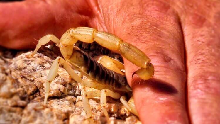 Что происходит с организмом человека после укуса скорпиона? скорпионов, людей, которые, скорпионы, можно, ядовитых, скорпиона, опасность, человек, представляют, толстохвостые, большую, других, укусе, скорпион, укуса, может, случаев, много, созданий