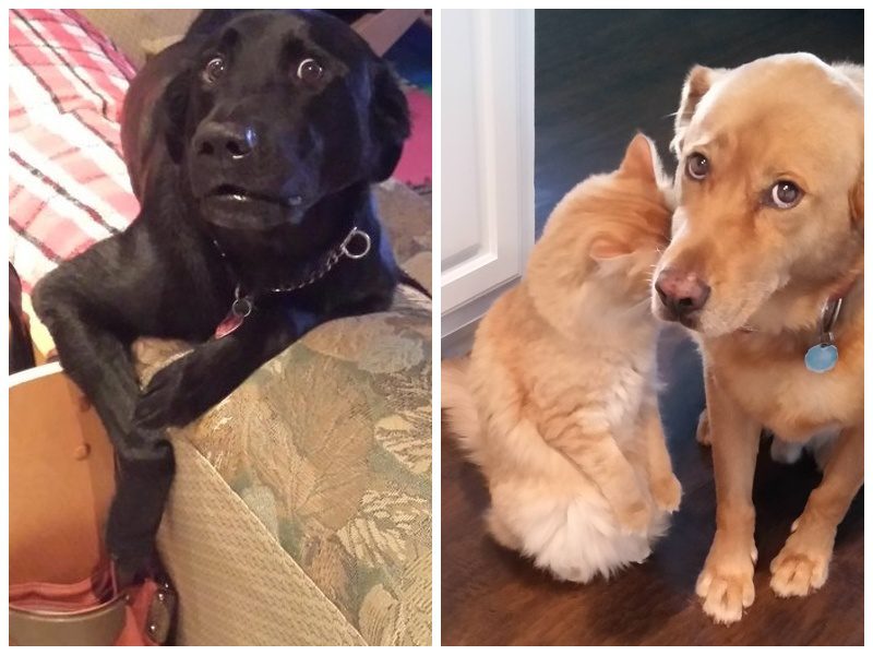 20 раз, когда владельцы поймали своих домашних животных с поличным - похожая новость на Toplenta