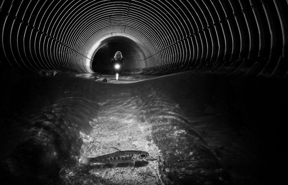 Победители конкурса подводной фотографии 2019 природа