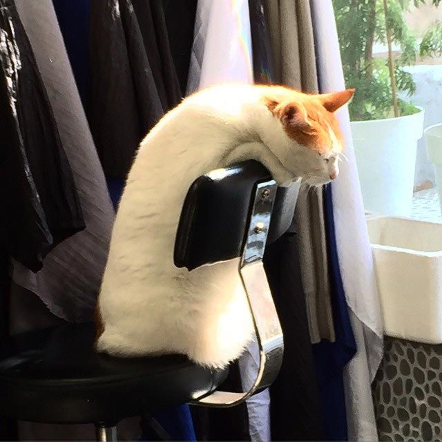 25 кошек, которые спят где угодно, кроме ваших коленей 25 кошек, которые спят где угодно, кроме ваших коленей