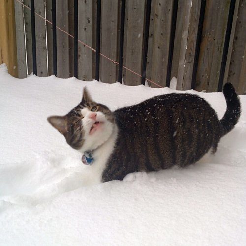 Кошки и снег