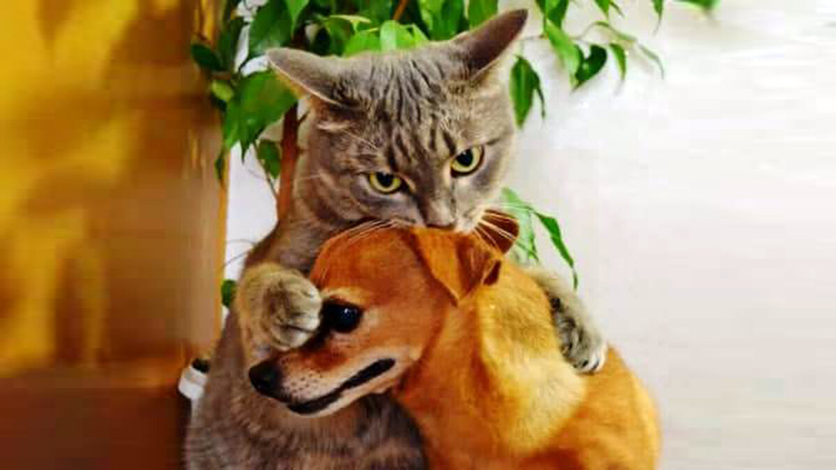 Любовь как она есть