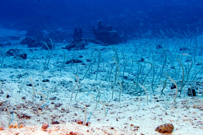 10 фактов об океане, которые делают его еще более таинственным 10 фактов об океане, которые делают его еще более таинственным интересные факты,океан,природа