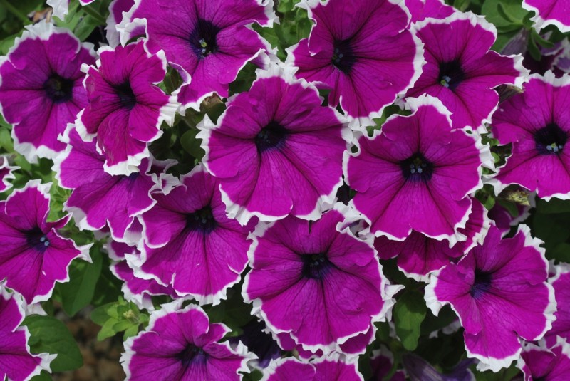 Из одного куста петунии я черенкую десять! 0