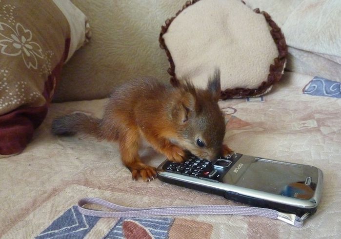 Животные, белка, позитив