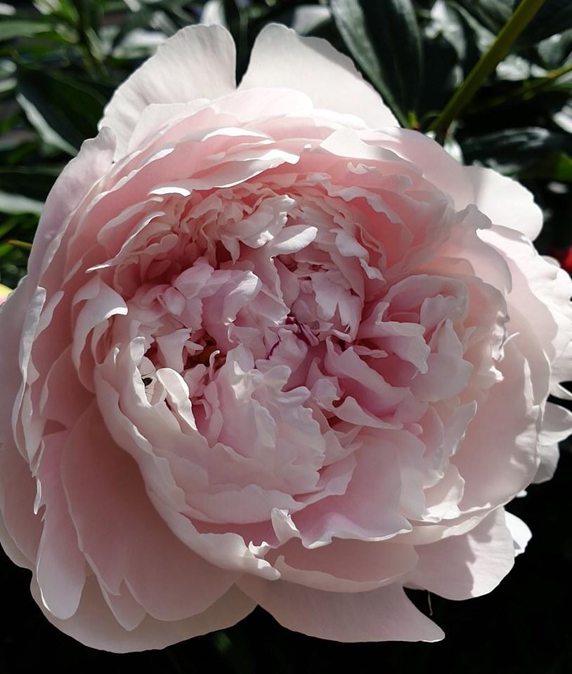 Цветник в городском дворе – советы практика Цветник в городском дворе – советы практика двор,ландшафтный дизайн,цветник