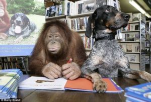 Орангутан Сурия (Suryia) и пёс Роско (Roscoe) — подлинная история настоящей дружбы