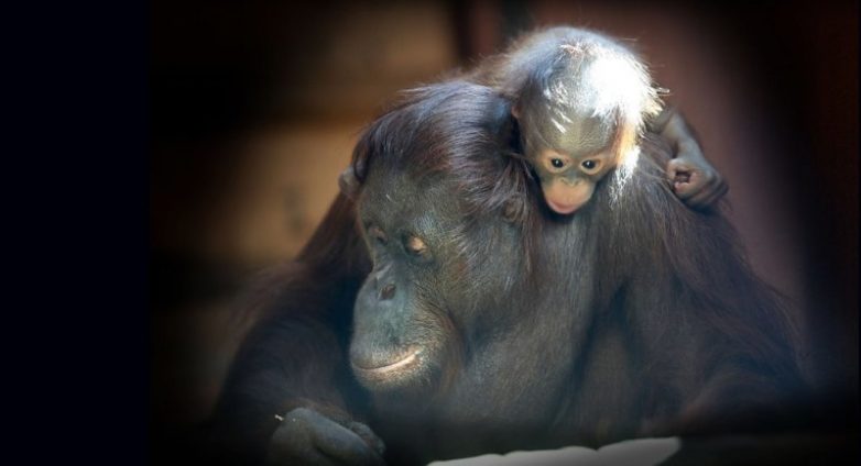 Мамочки и их детки Мамочки и их детки