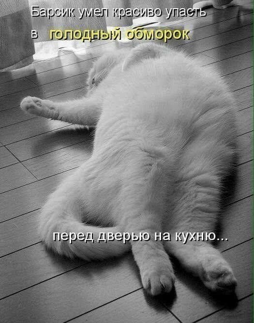 ÐšÐ¸Ñ-ÐºÐ¸Ñ- ÑŽÐ¼Ð¾Ñ€