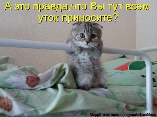 Самые прикольные котоматрицы за прошедшую неделю 