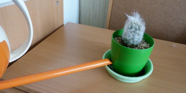 Подробнейшая инструкция по уходу за кактусом Подробнейшая инструкция по уходу за кактусом домашние цветы