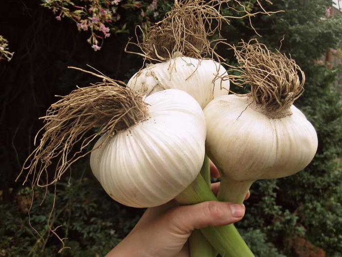 Чеснок рокамболь – самый загадочный овощ из семейства луковых дача,овощи,сад и огород