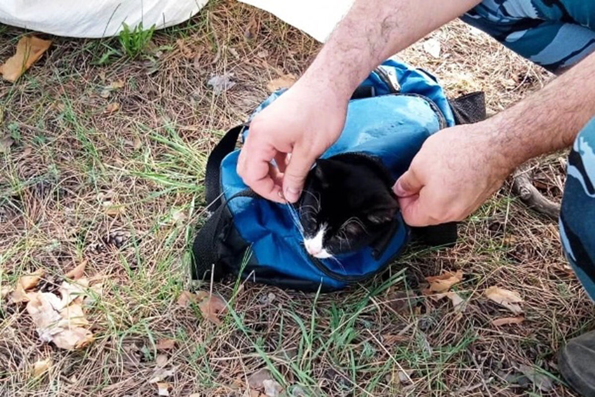 Сотрудники колонии в Тольятти поймали кота, доставлявшего наркотики заключенным